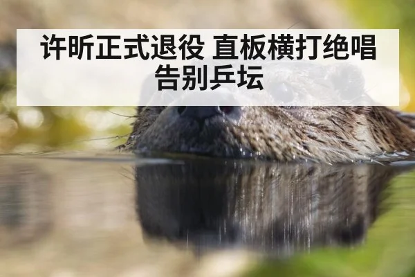 许昕正式退役 直板横打绝唱告别乒坛